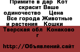 Примите в дар. Кот скрасит Ваше одиночество. › Цена ­ 0 - Все города Животные и растения » Кошки   . Тверская обл.,Конаково г.